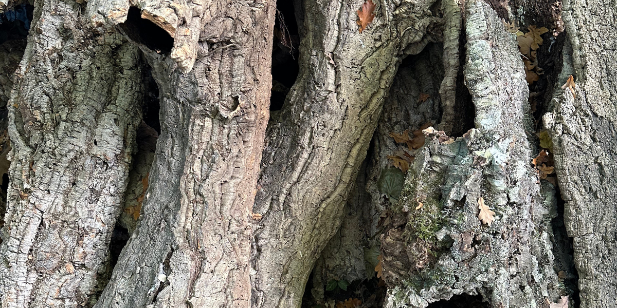 Wilder Naturkork. Jedes Stück ein Unikat.