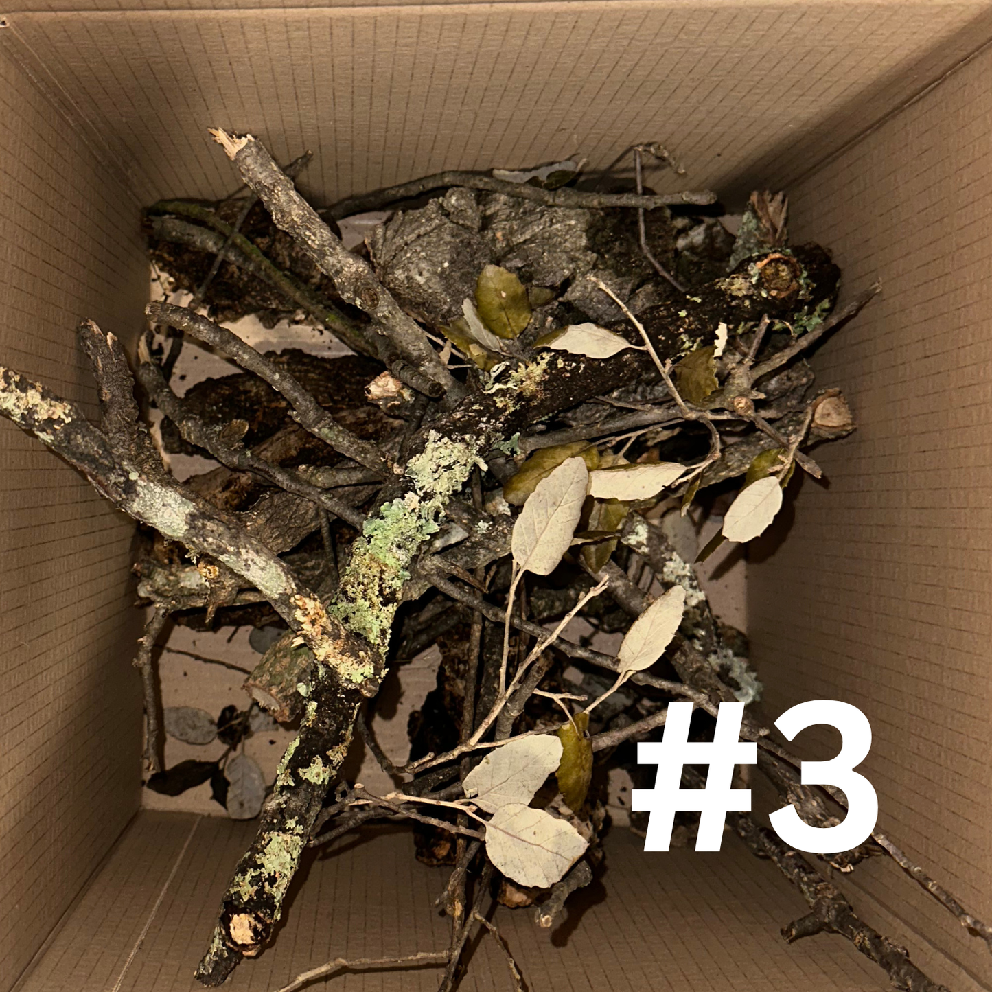 Naturkork-Boxen - Korkröhren, Äste & Platten für Terrarien und Deko