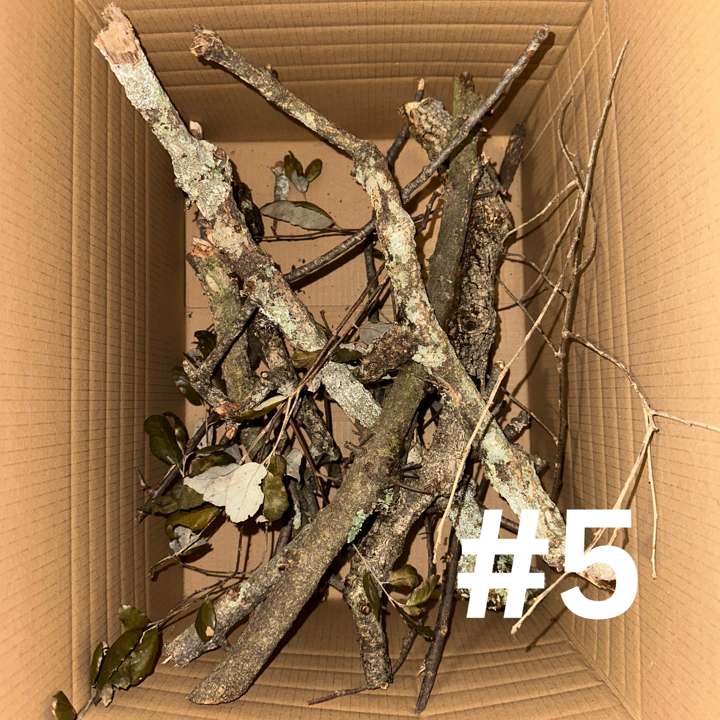 Naturkork-Boxen - Korkröhren, Äste & Platten für Terrarien und Deko